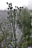 DSC_185~1.jpg