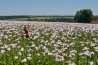 DSC_3455.jpg