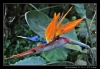 DSC_6532.jpg