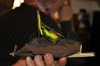 DSC_8187.jpg