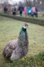 DSC_9429~0.jpg