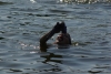 IMGP5310.jpg