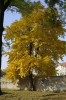 _IGP6352.JPG