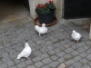 PA280260.JPG
