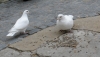 PA280262.JPG
