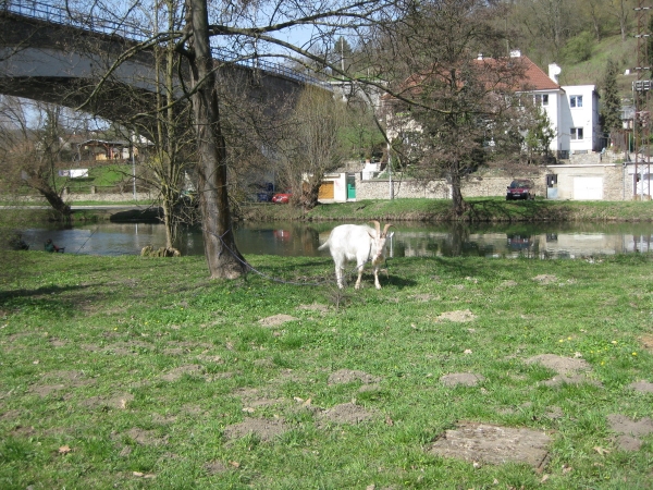 Klikněte pro zobrazení původního (velkého) obrázku