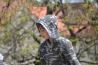 DSC_0247.JPG