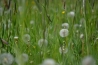 DSC_0812.JPG