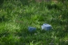 DSC_1193.JPG